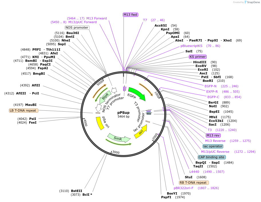 149416-plasmid-map-sequence-id-304703