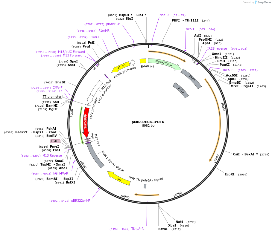 53614-plasmid-map-sequence-id-304706
