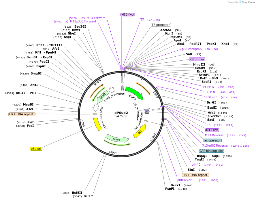 149418-plasmid-map-sequence-id-304709