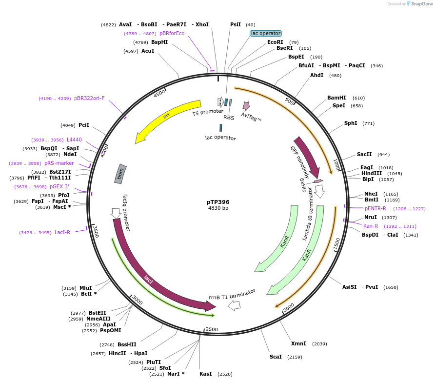 149336-plasmid-map-sequence-id-304714