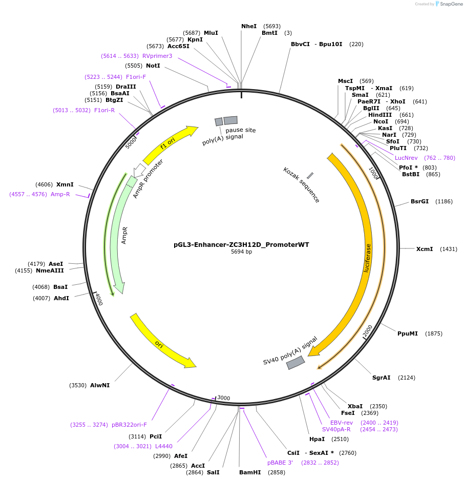 153066-plasmid-map-sequence-id-304731
