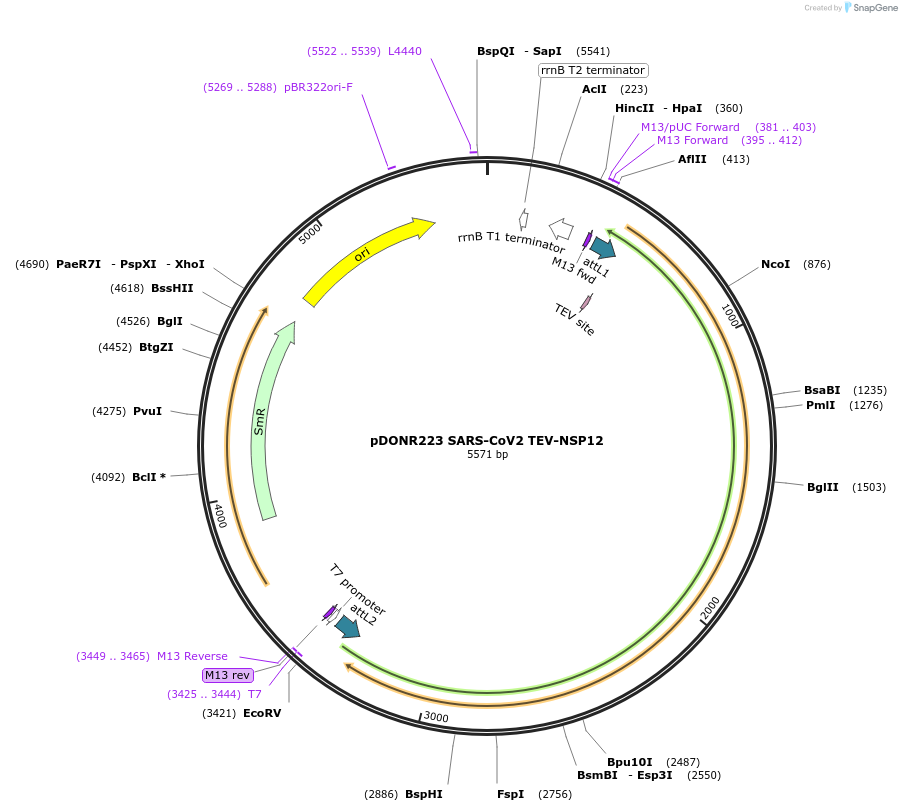 154410-plasmid-map-sequence-id-304732