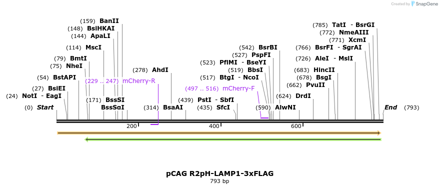 304811_map