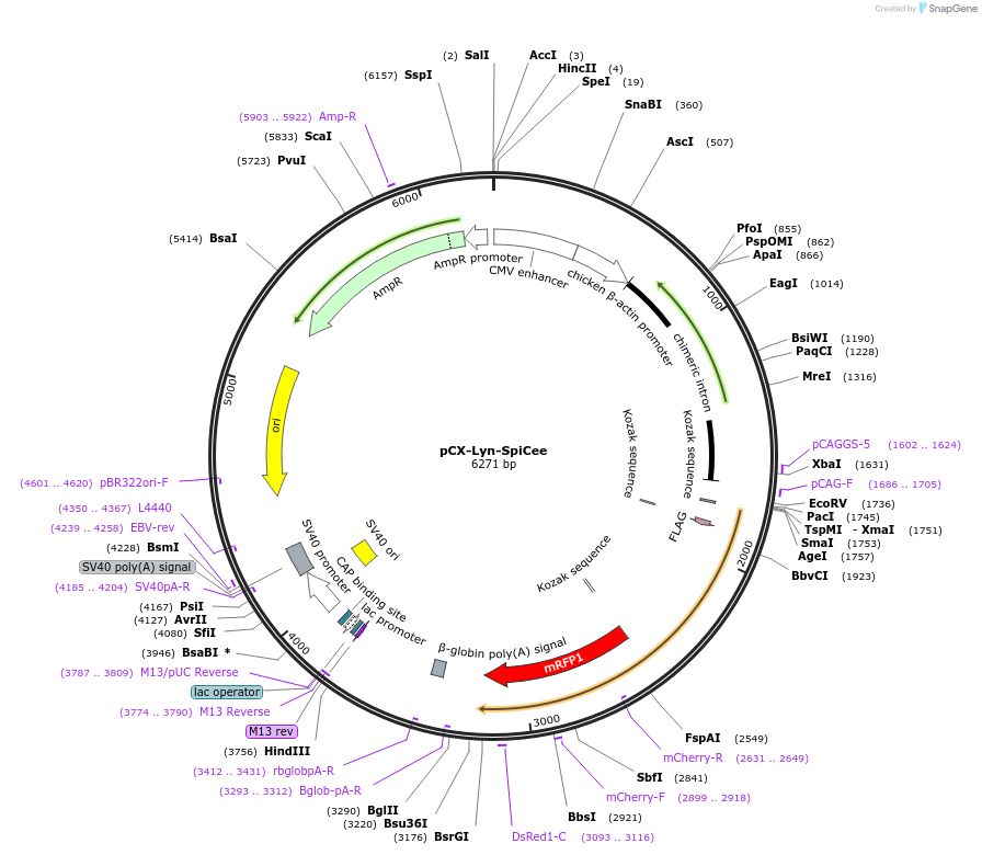 140837-plasmid-map-sequence-id-304814