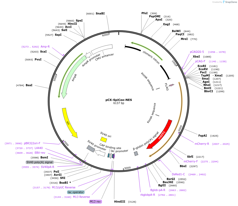140901-plasmid-map-sequence-id-304815