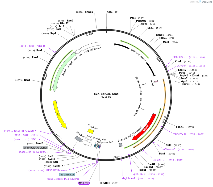 140838-plasmid-map-sequence-id-304816