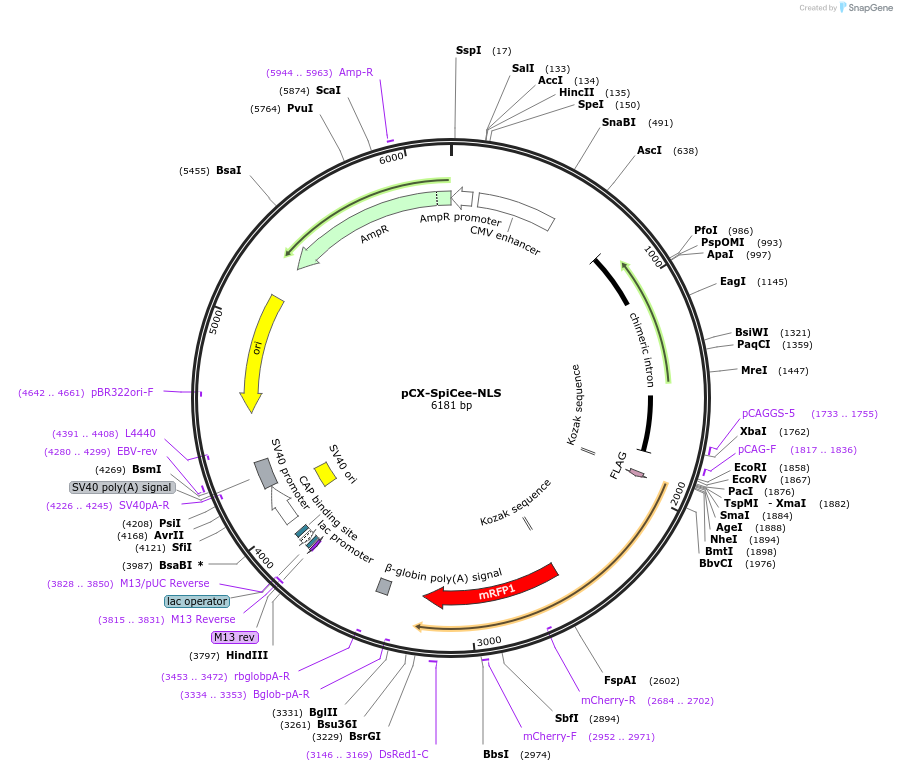 140900-plasmid-map-sequence-id-304819