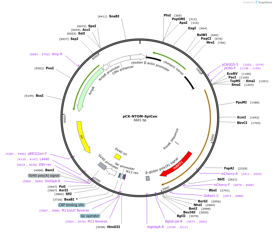 140902-plasmid-map-sequence-id-304820