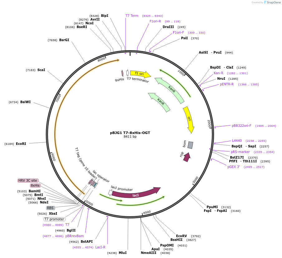 154271-plasmid-map-sequence-id-304821