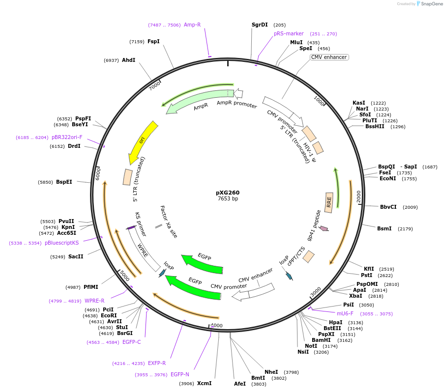 141282-plasmid-map-sequence-id-304841