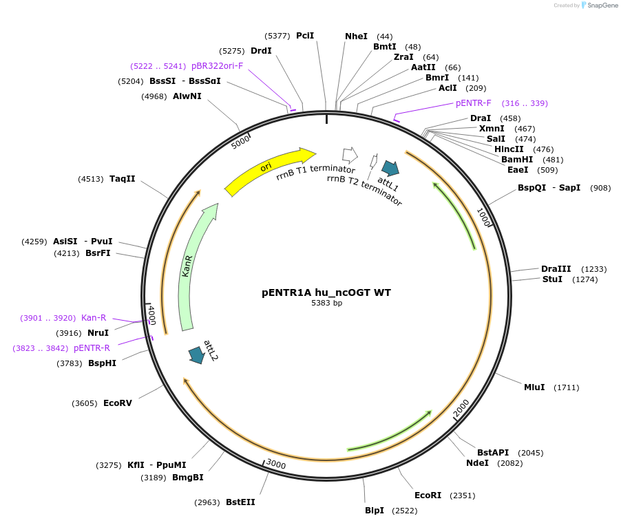 154281-plasmid-map-sequence-id-304842