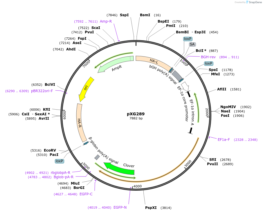 141283-plasmid-map-sequence-id-304845