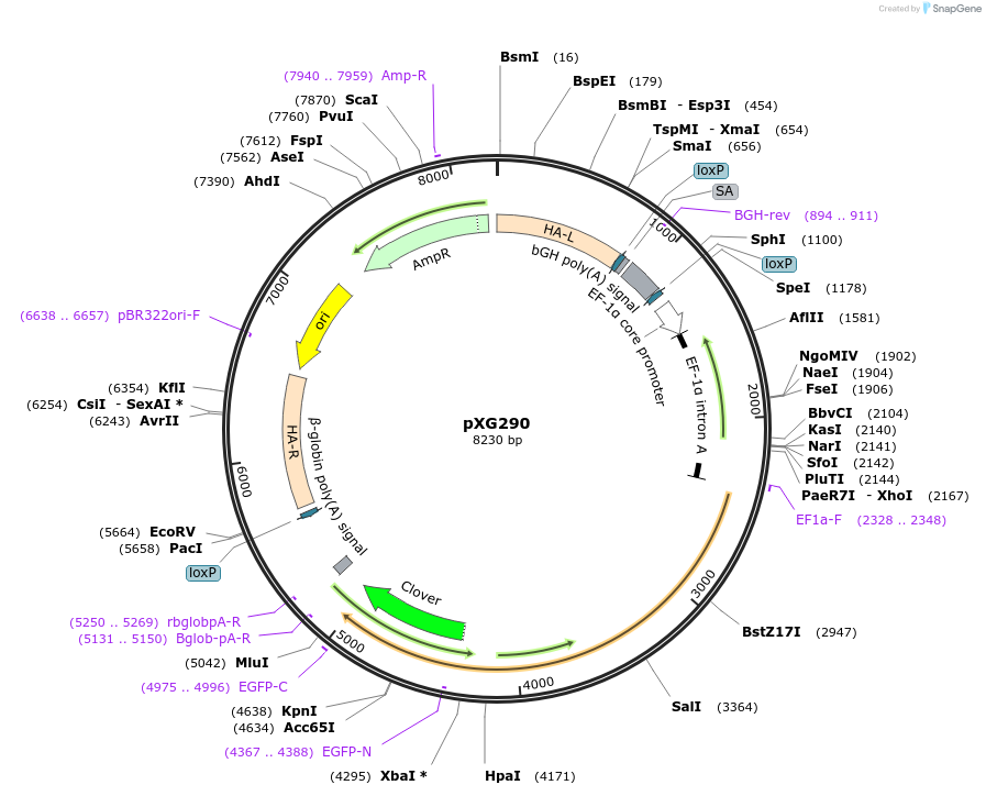 141284-plasmid-map-sequence-id-304847