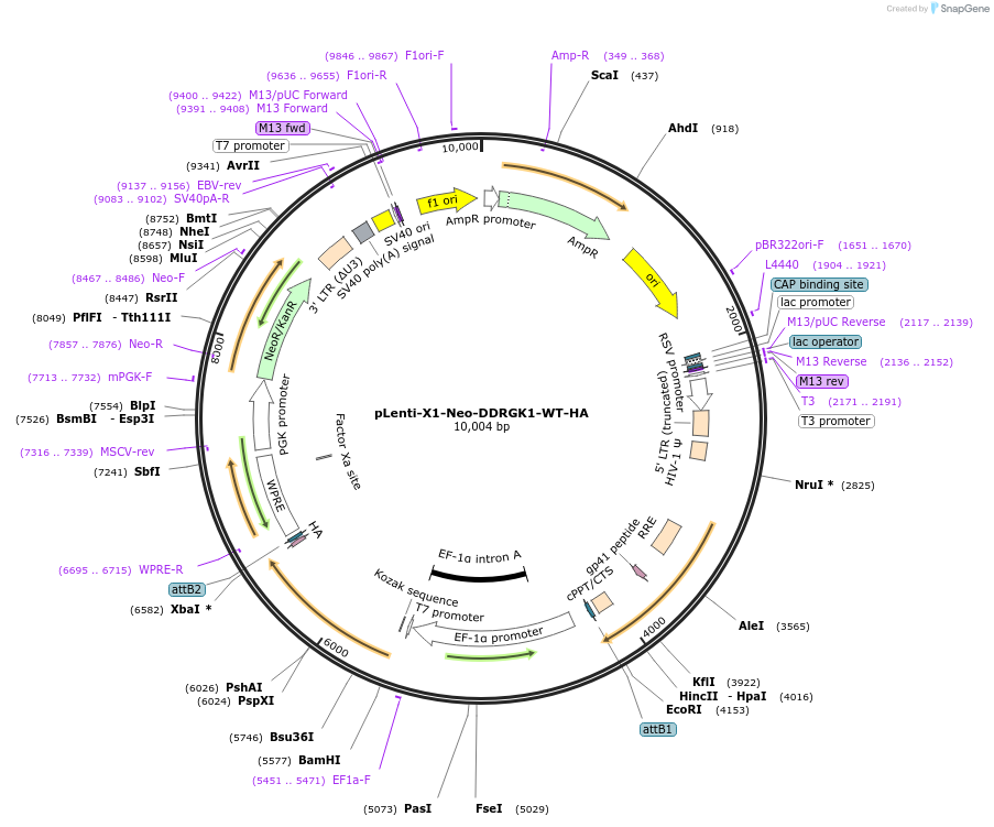 139845-plasmid-map-sequence-id-304851