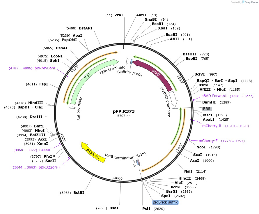 138243-plasmid-map-sequence-id-304854