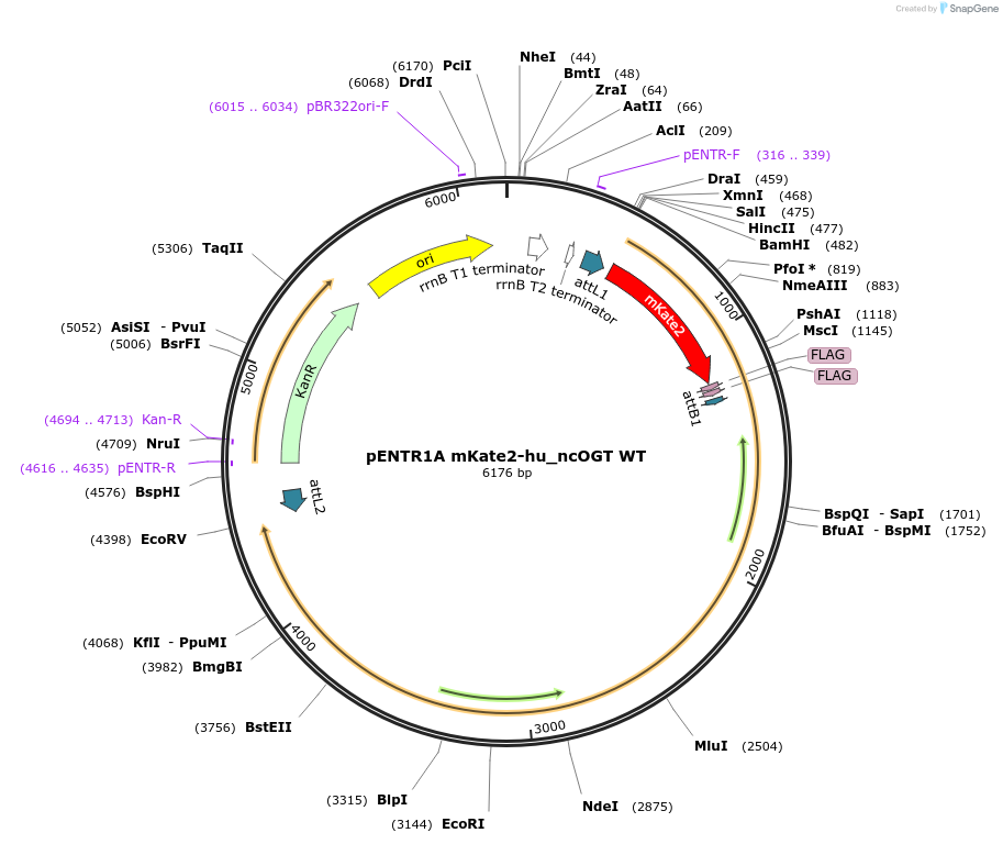 154282-plasmid-map-sequence-id-304856
