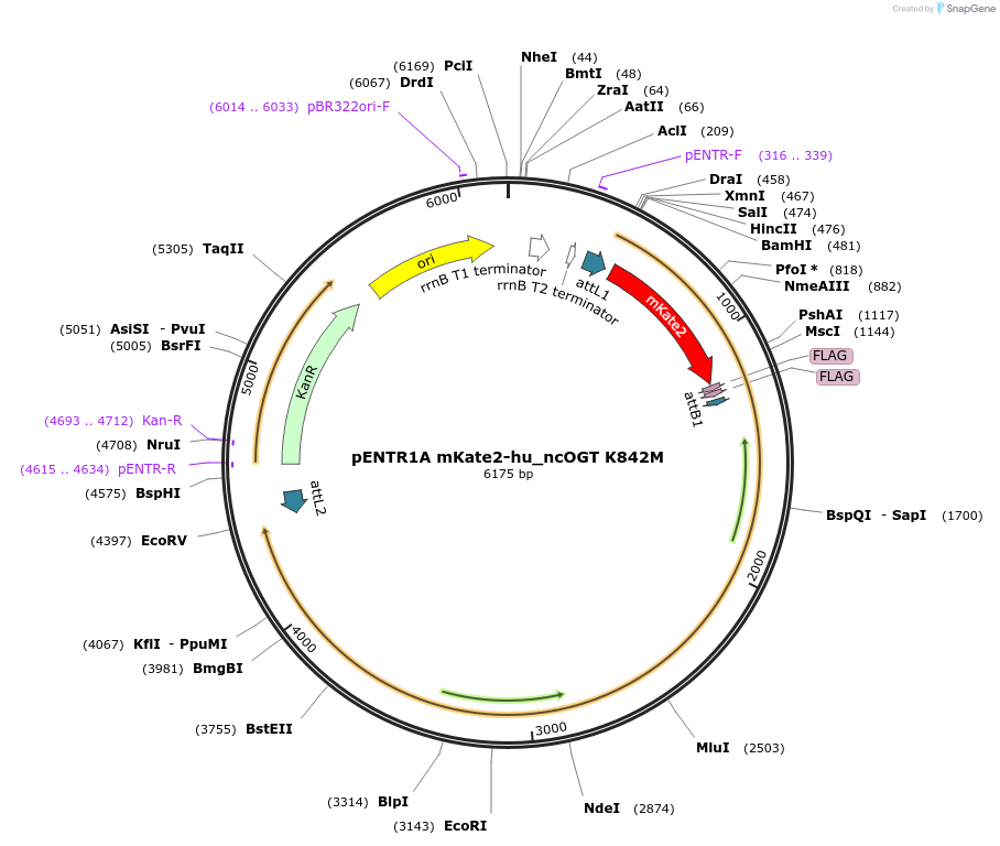 154284-plasmid-map-sequence-id-304859