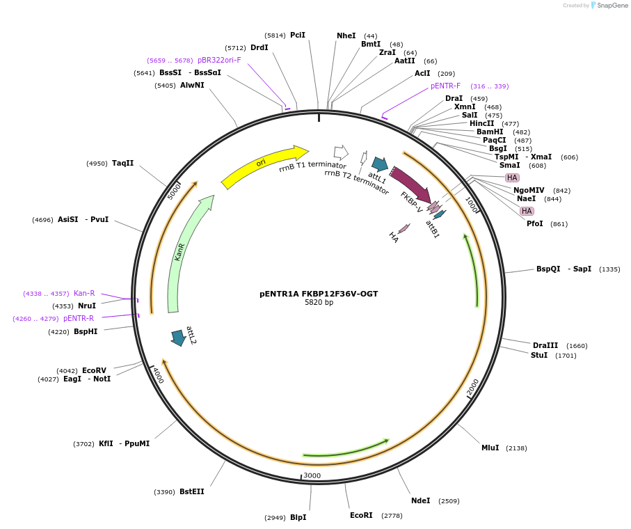 154287-plasmid-map-sequence-id-304862
