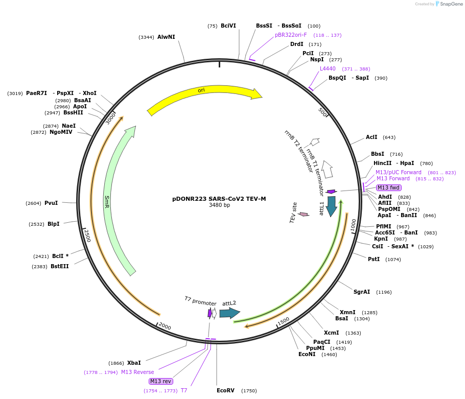 154419-plasmid-map-sequence-id-304866
