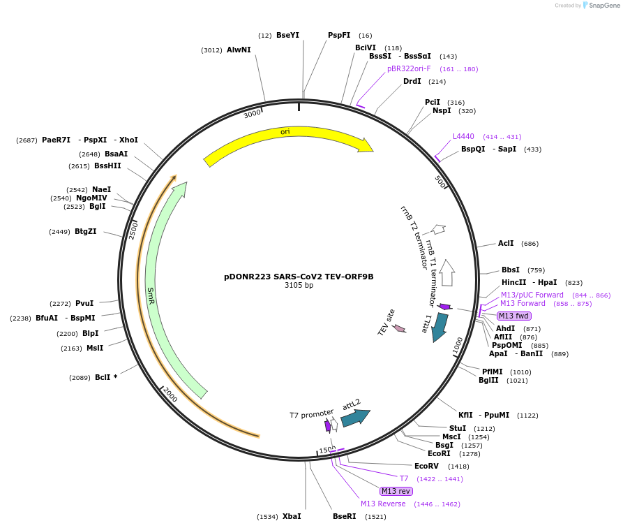 154425-plasmid-map-sequence-id-304868