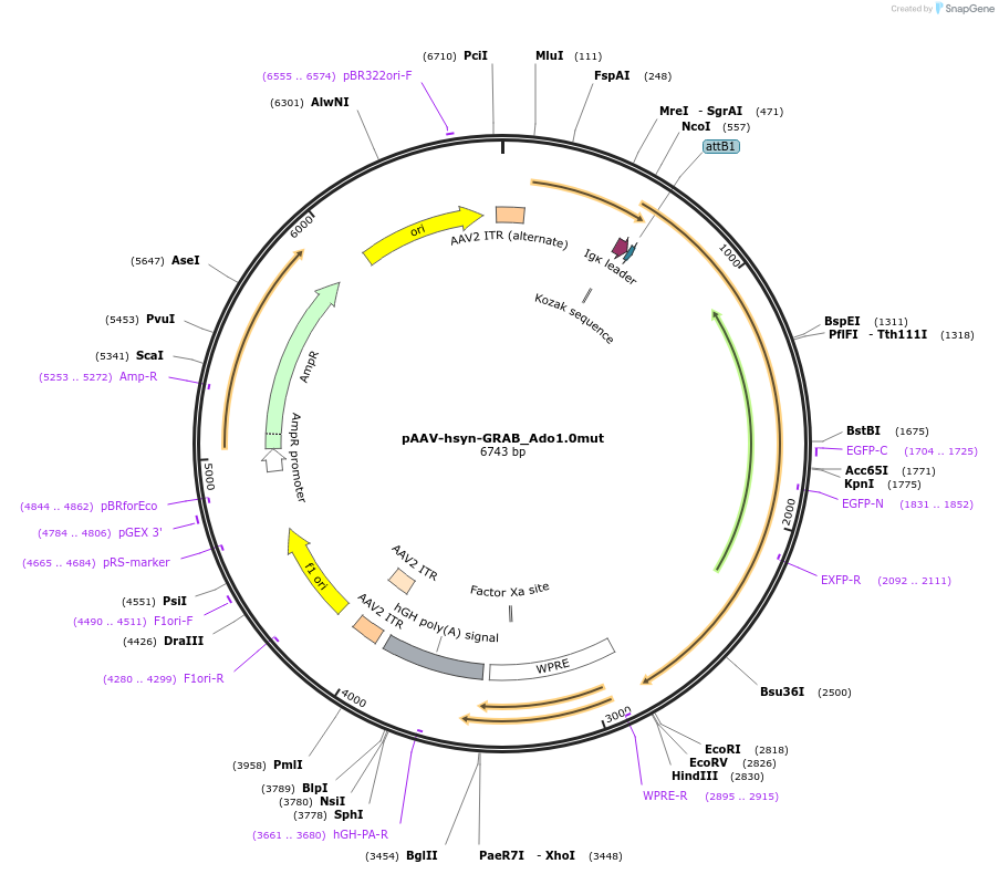 153287-plasmid-map-sequence-id-304900