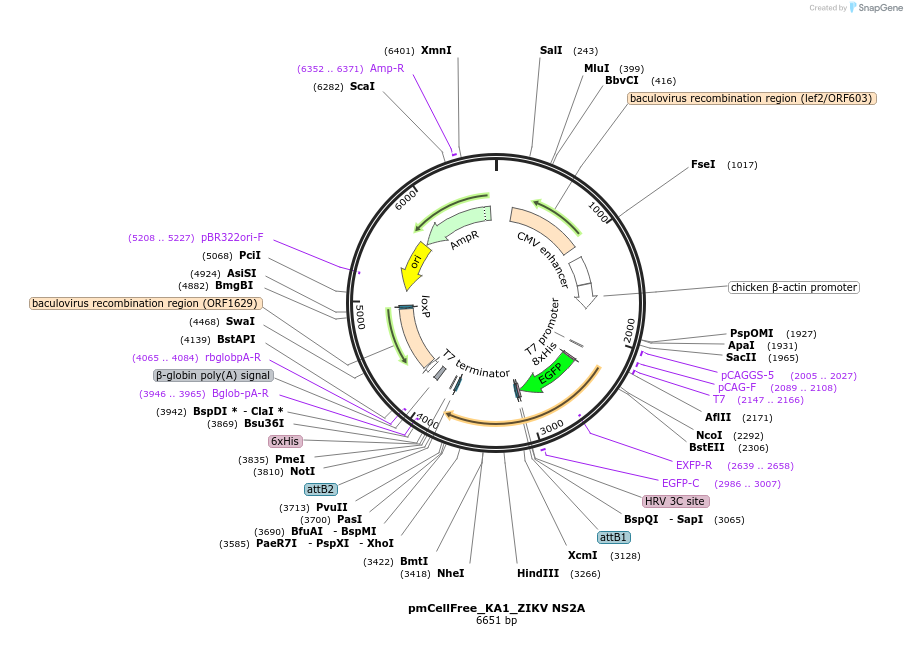 145343-plasmid-map-sequence-id-304919