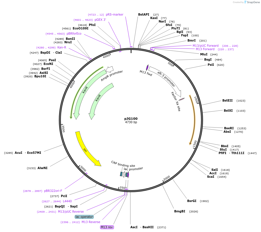 138966-plasmid-map-sequence-id-304974