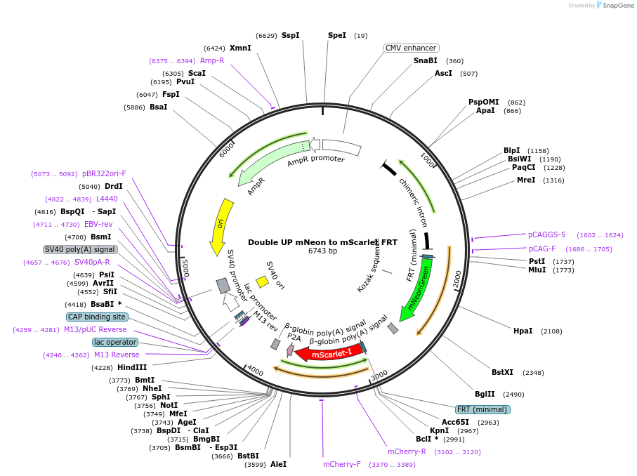 141111-plasmid-map-sequence-id-304979
