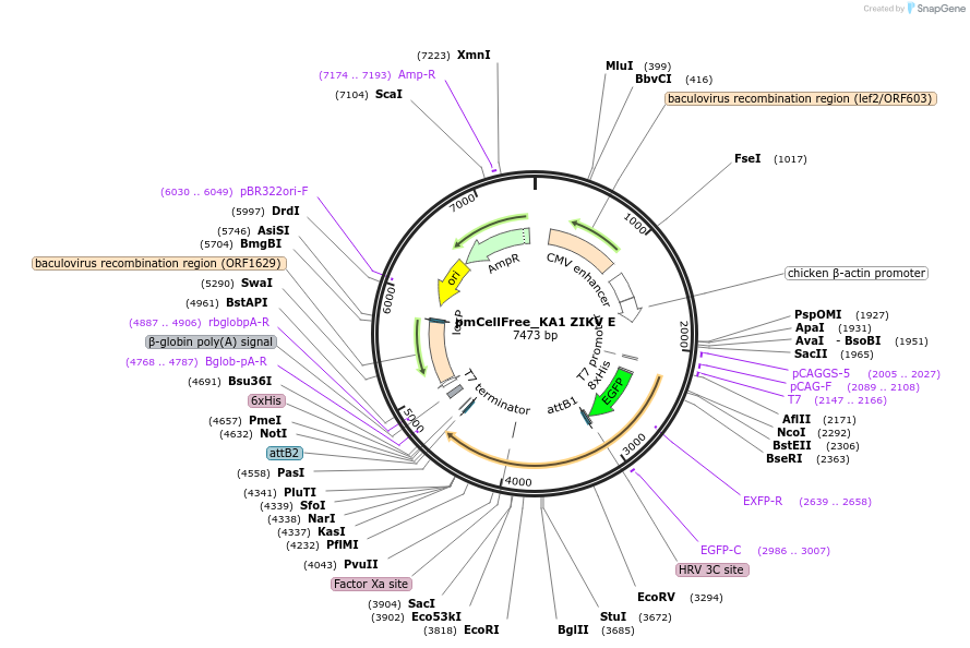 145341-plasmid-map-sequence-id-304982
