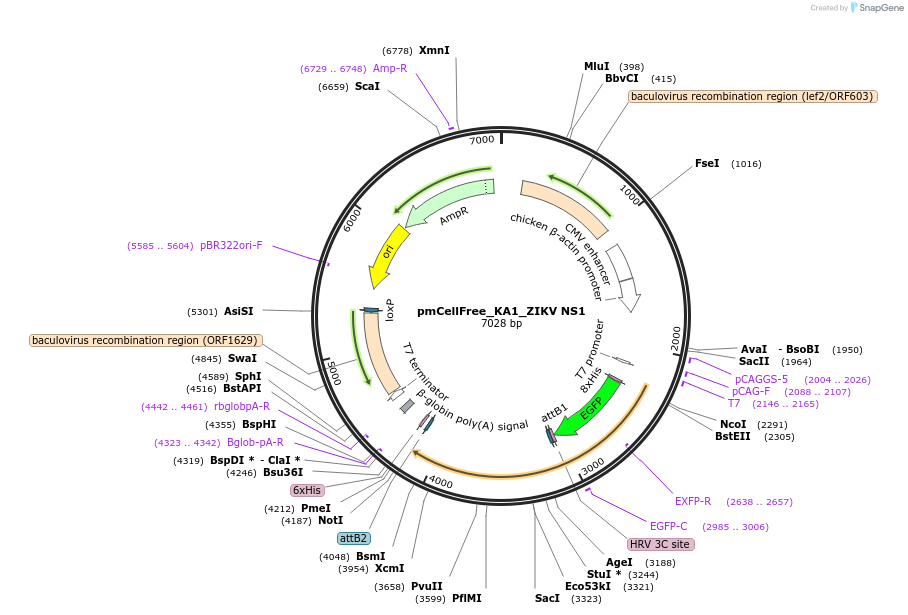 145342-plasmid-map-sequence-id-304984