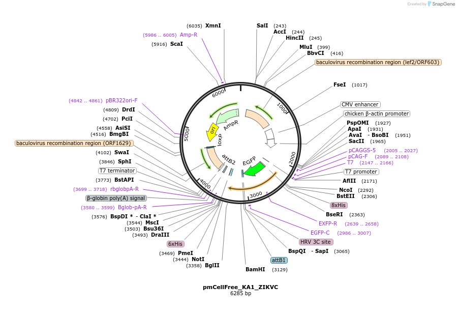 145339-plasmid-map-sequence-id-304988
