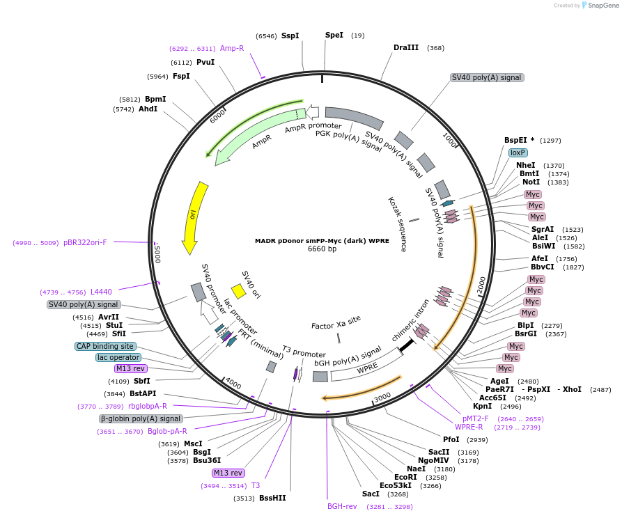 130987-plasmid-map-sequence-id-305000