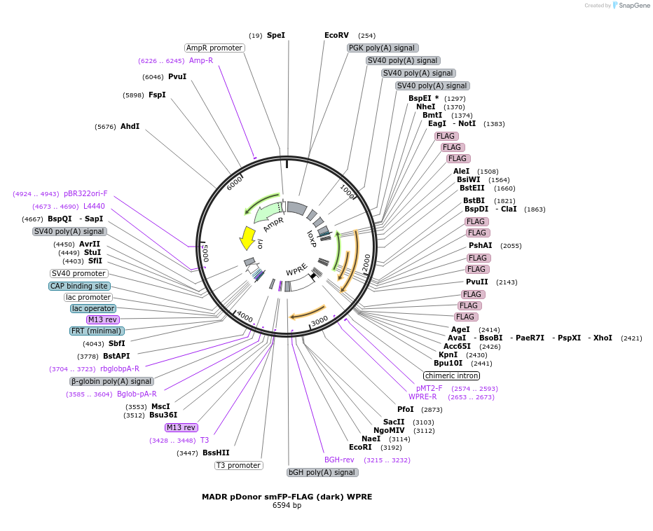 131005-plasmid-map-sequence-id-305005