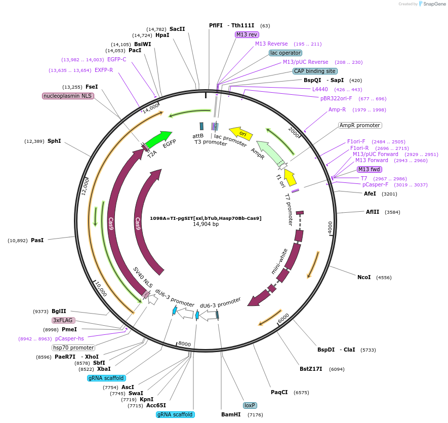 149426-plasmid-map-sequence-id-305007