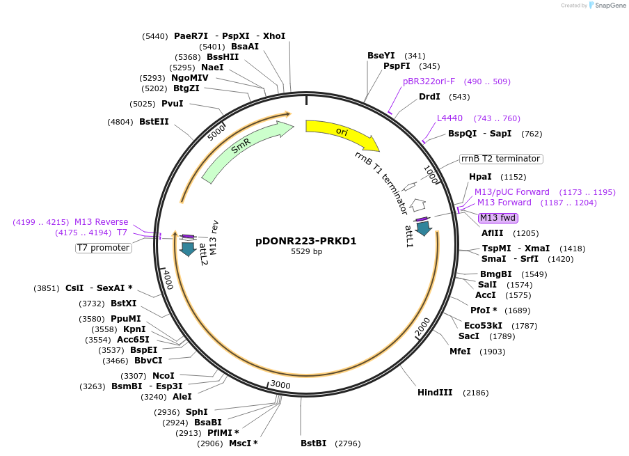 23500-plasmid-map-sequence-id-305008