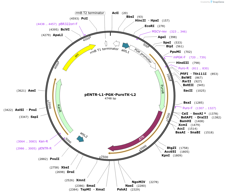 141005-plasmid-map-sequence-id-305030