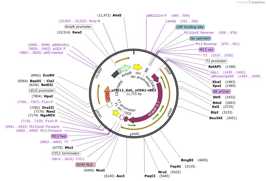 141318-plasmid-map-sequence-id-305053