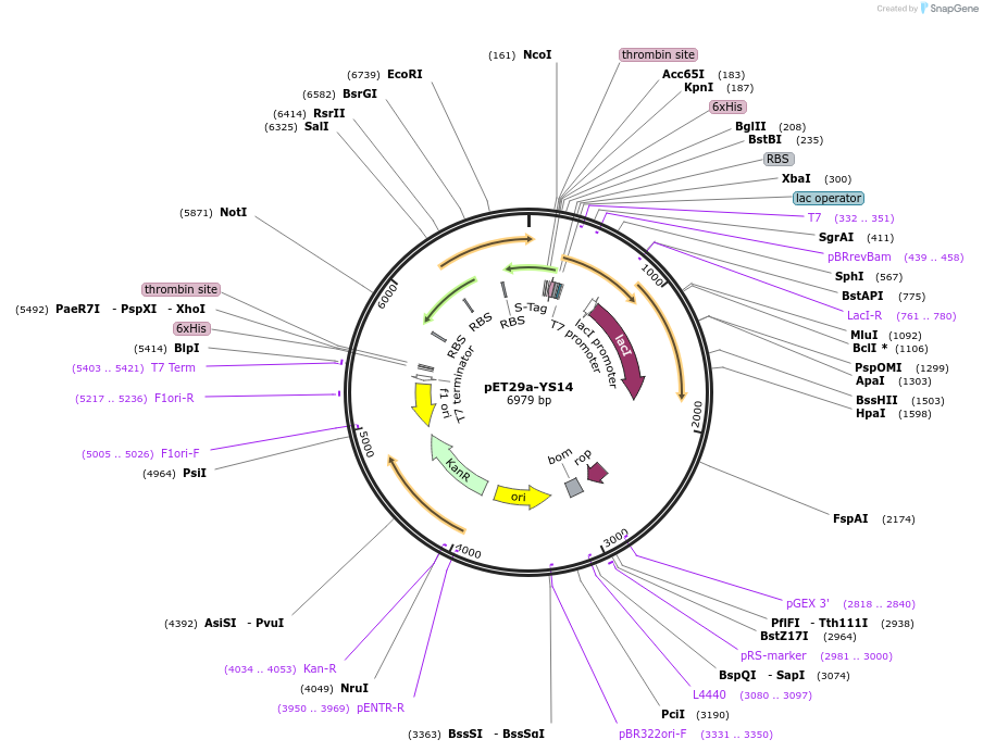 66890-plasmid-map-sequence-id-305064