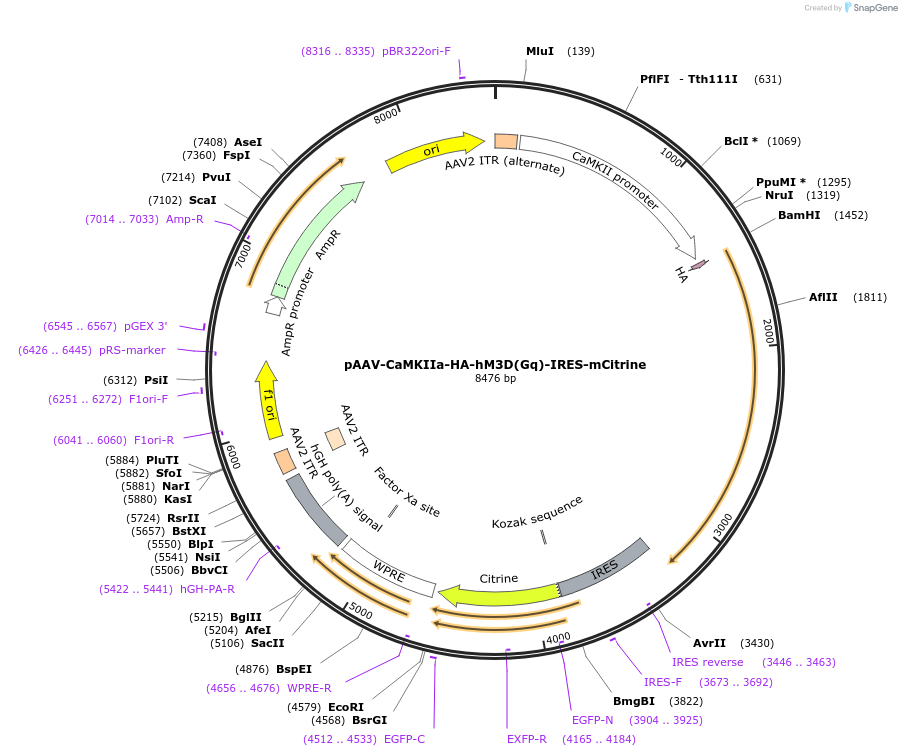 50466-plasmid-map-sequence-id-305068