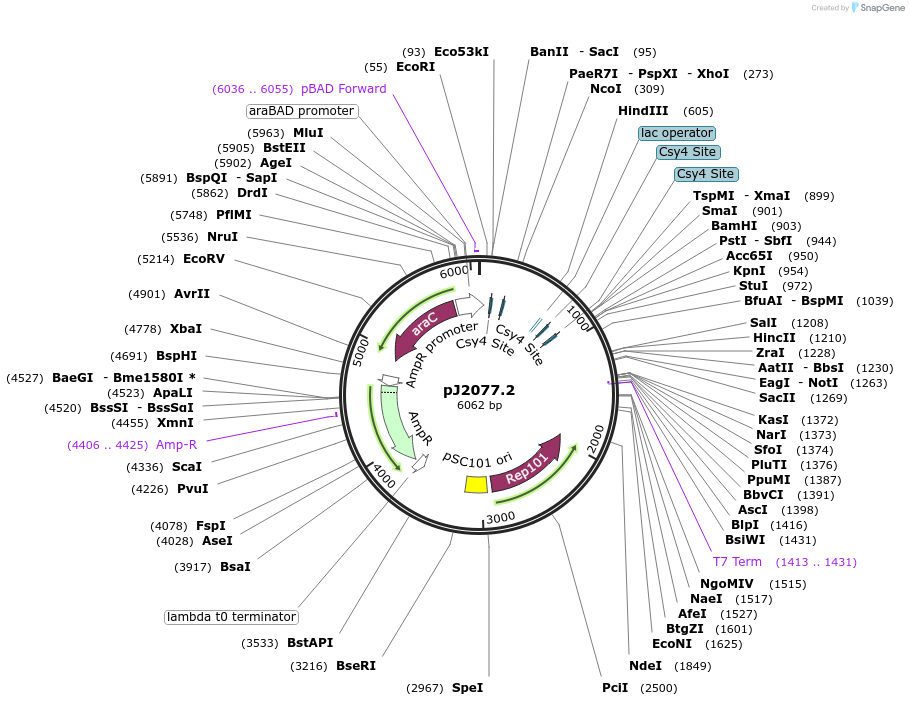 140666-plasmid-map-sequence-id-305085