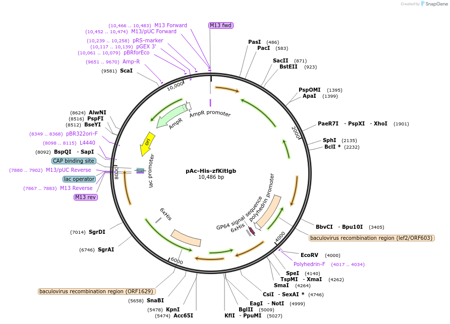 140293-plasmid-map-sequence-id-305088