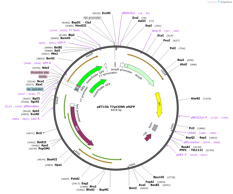 154467-plasmid-map-sequence-id-305094