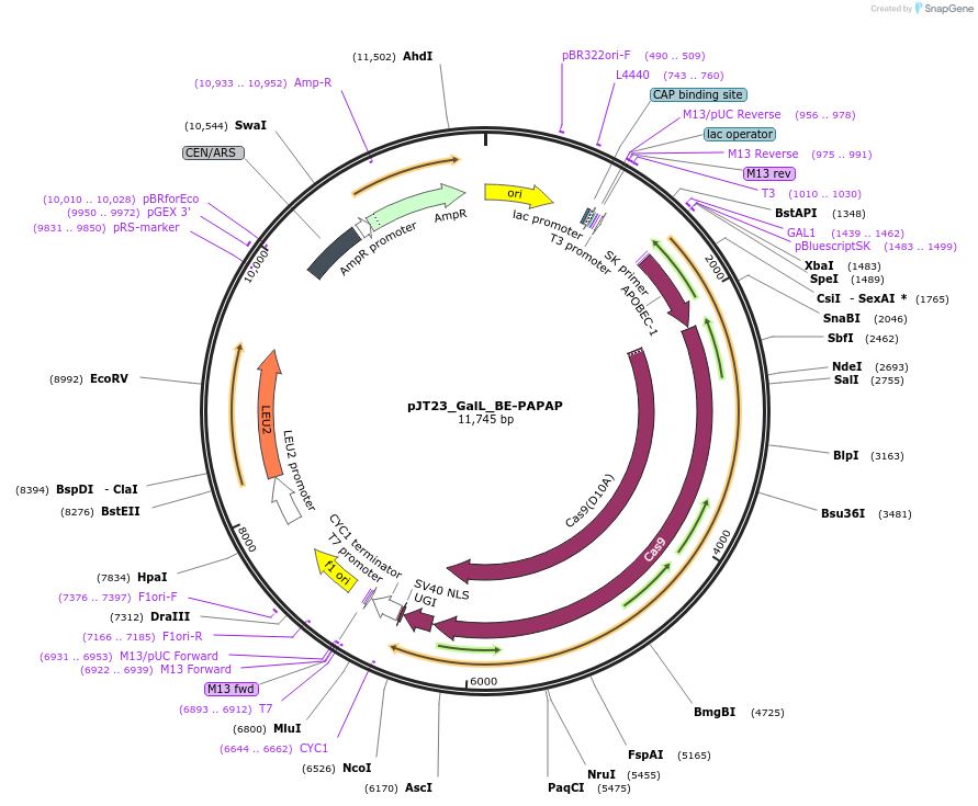 143486-plasmid-map-sequence-id-305108