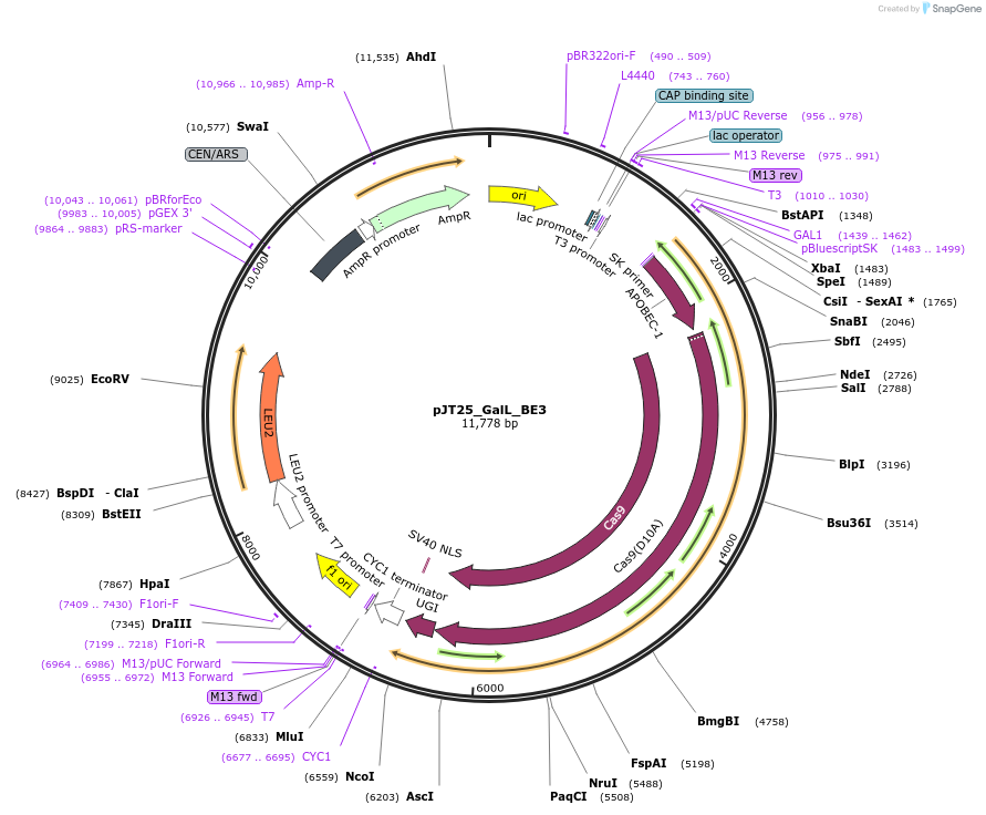 143736-plasmid-map-sequence-id-305109