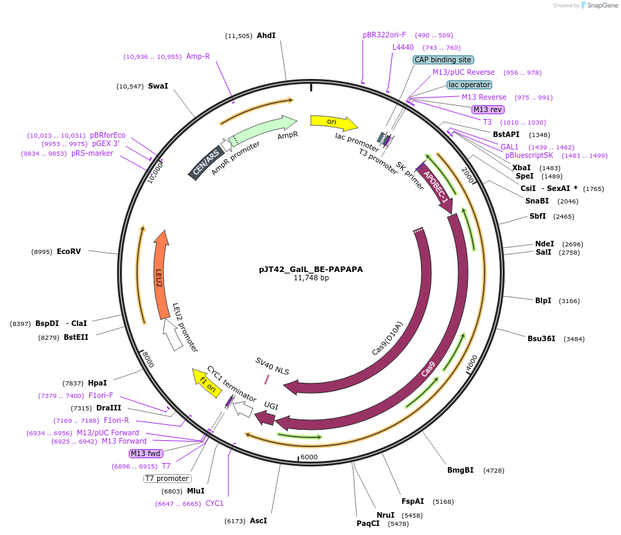 145035-plasmid-map-sequence-id-305111