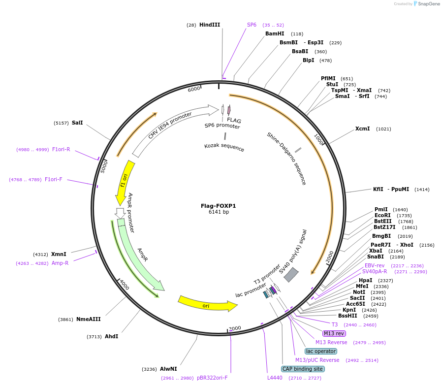 153145-plasmid-map-sequence-id-305135