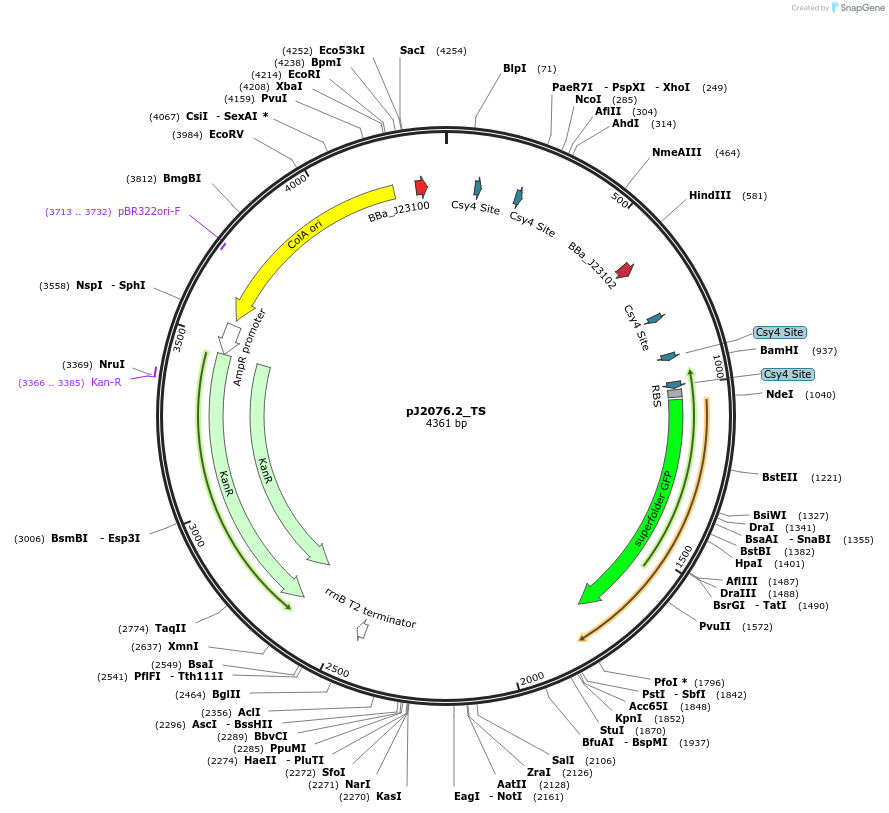 140667-plasmid-map-sequence-id-305139