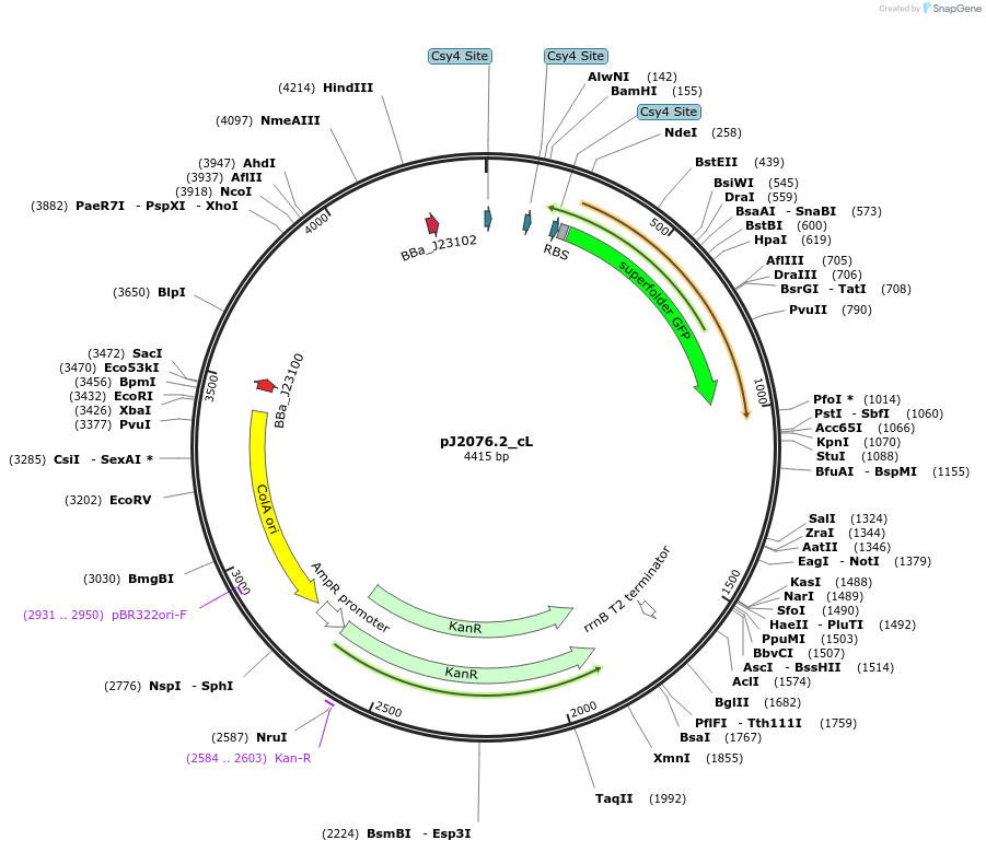 140668-plasmid-map-sequence-id-305140