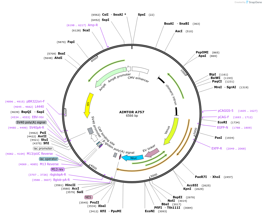 140829-plasmid-map-sequence-id-305143