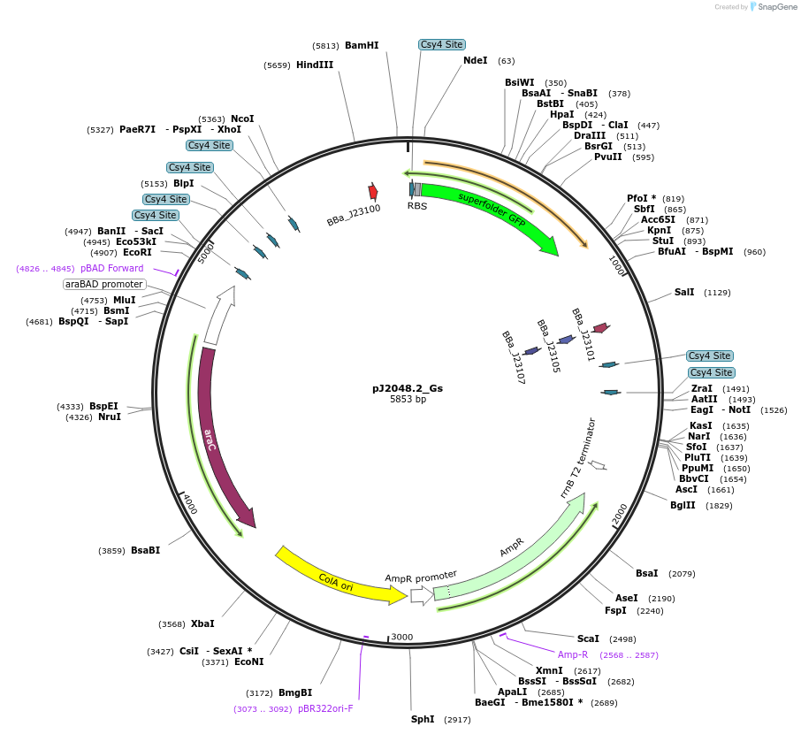 140672-plasmid-map-sequence-id-305152